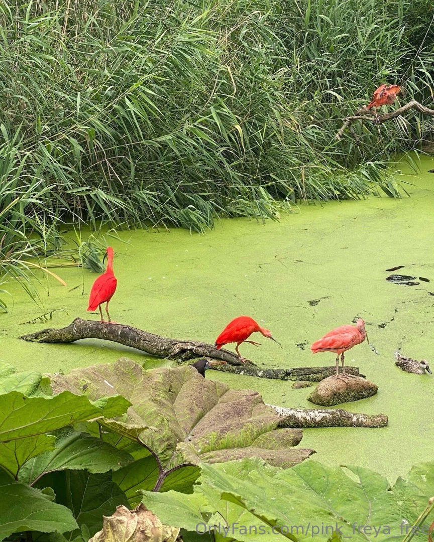 Good morning yesterday i visited the zoo and i want to share my 