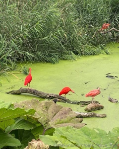 Good morning yesterday i visited the zoo and i want to share my