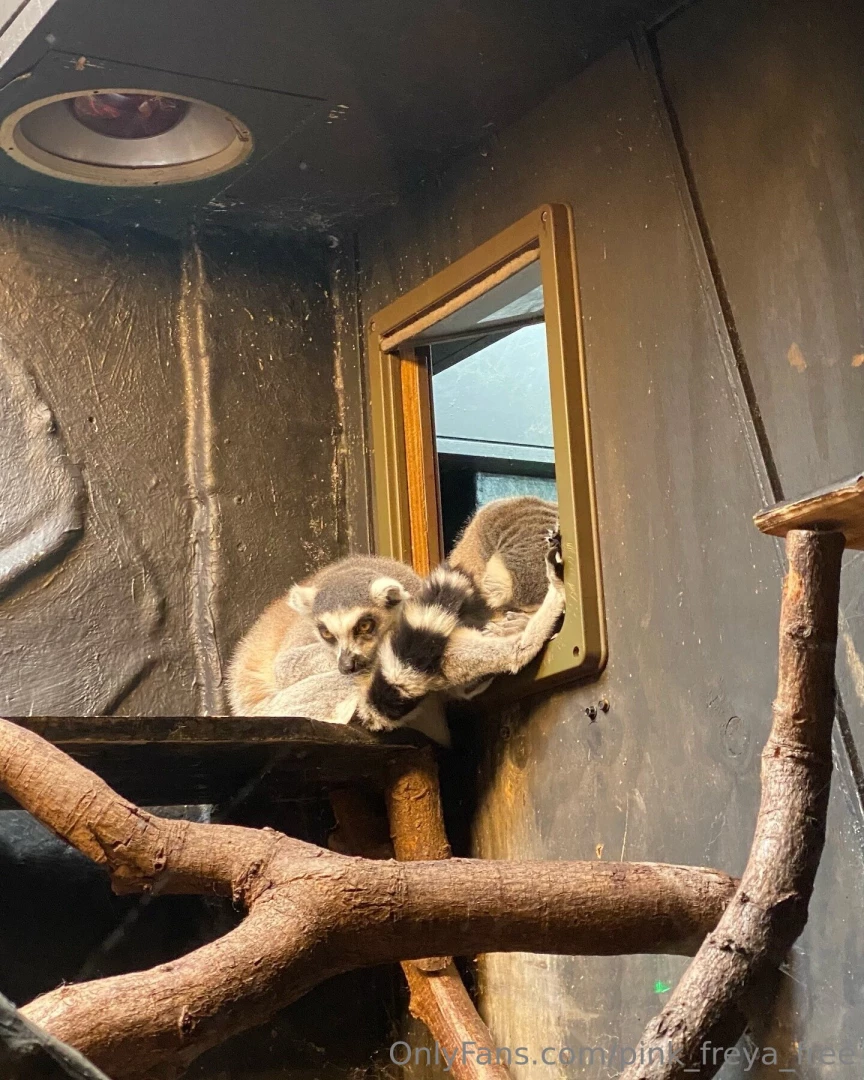 Good morning yesterday i visited the zoo and i want to share my part 2 