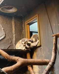 Good morning yesterday i visited the zoo and i want to share my part 2