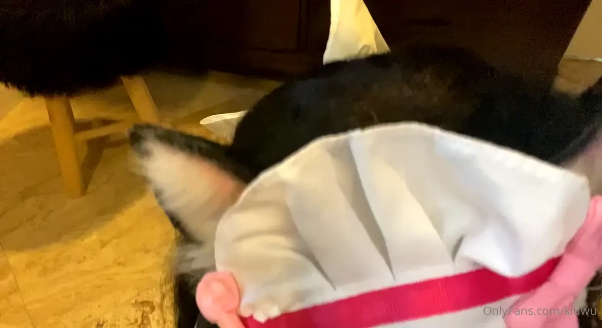 All kitten maids should be trained in cock sucking 3 