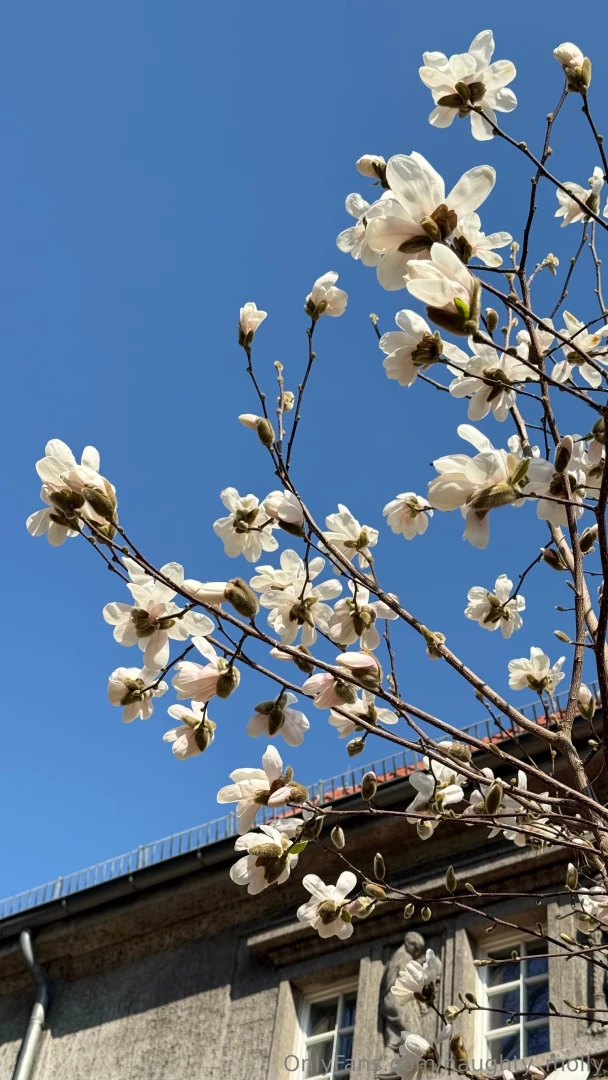 And the best part the city is now covered in soft white magnolia 