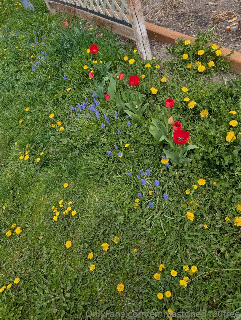 Im just really happy with my flowers if you wana dm me your garden part 1 