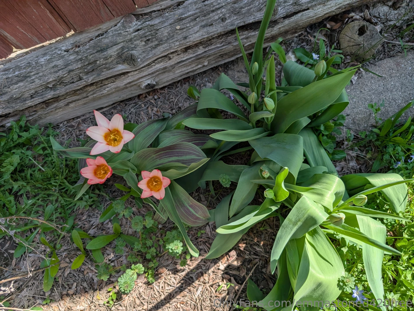 Im just really happy with my flowers if you wana dm me your garden 