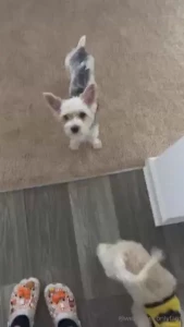 Hi cutiewet