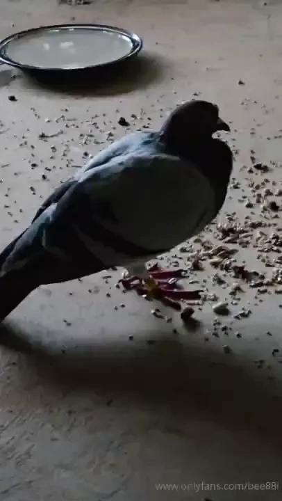 I have a visitor tonight google says that he may be tired and need to 