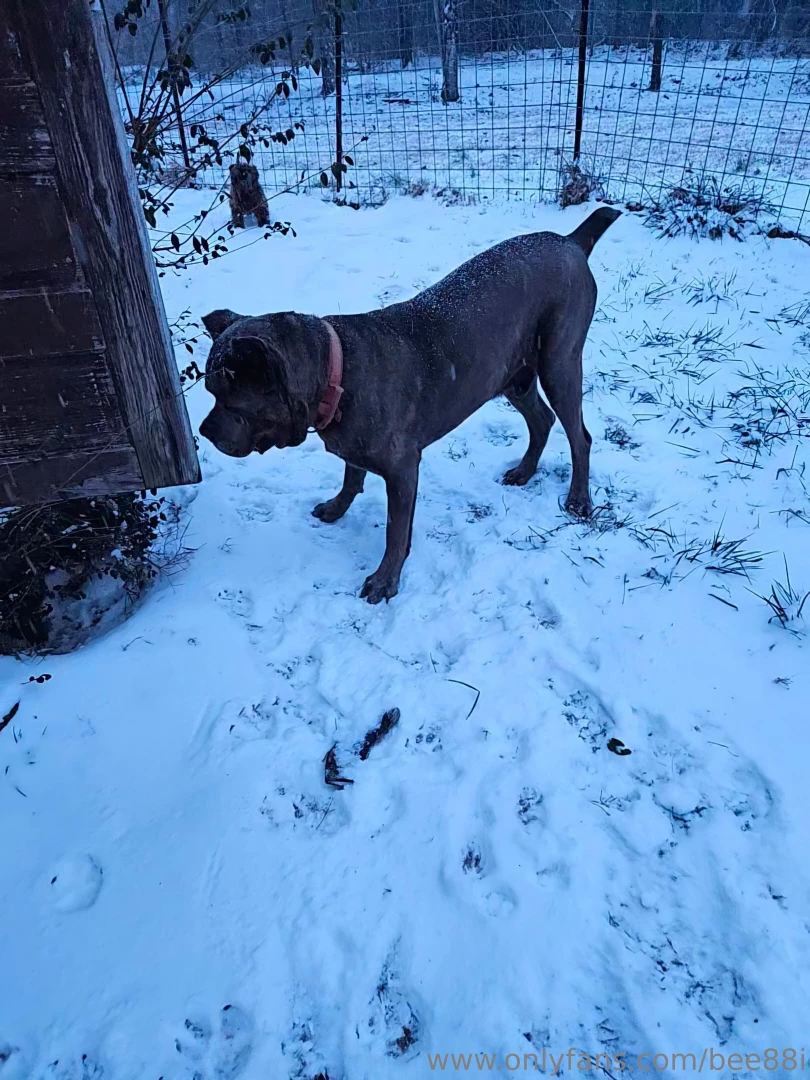 Snow dog babies doing donuts and climbing hills in the truck part 1 