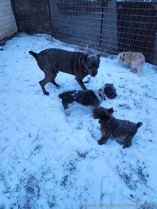 Snow dog babies doing donuts and climbing hills in the truck part 2