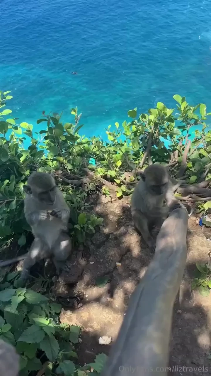 So enthralled by how human like monkeys are been such a neat 