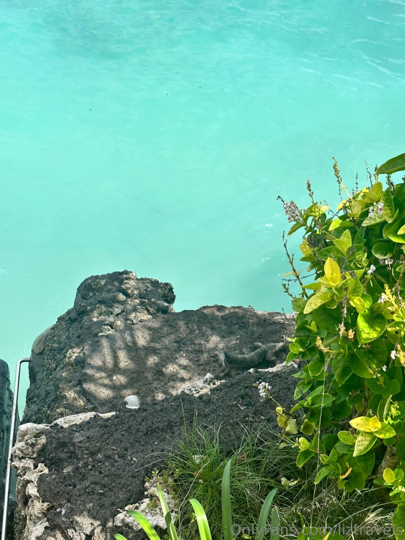 I ve seen to many water monitors so cool love animals 