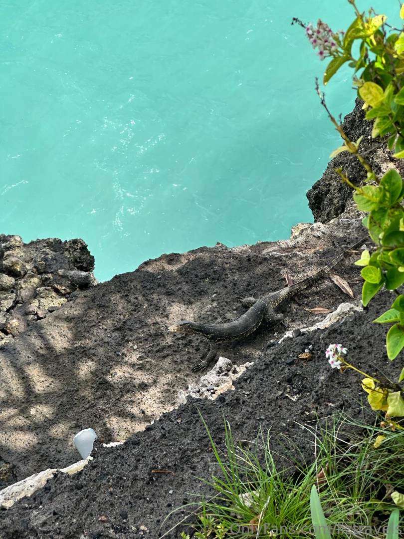 I ve seen to many water monitors so cool love animals part 1 