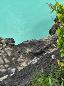 I ve seen to many water monitors so cool love animals part 1