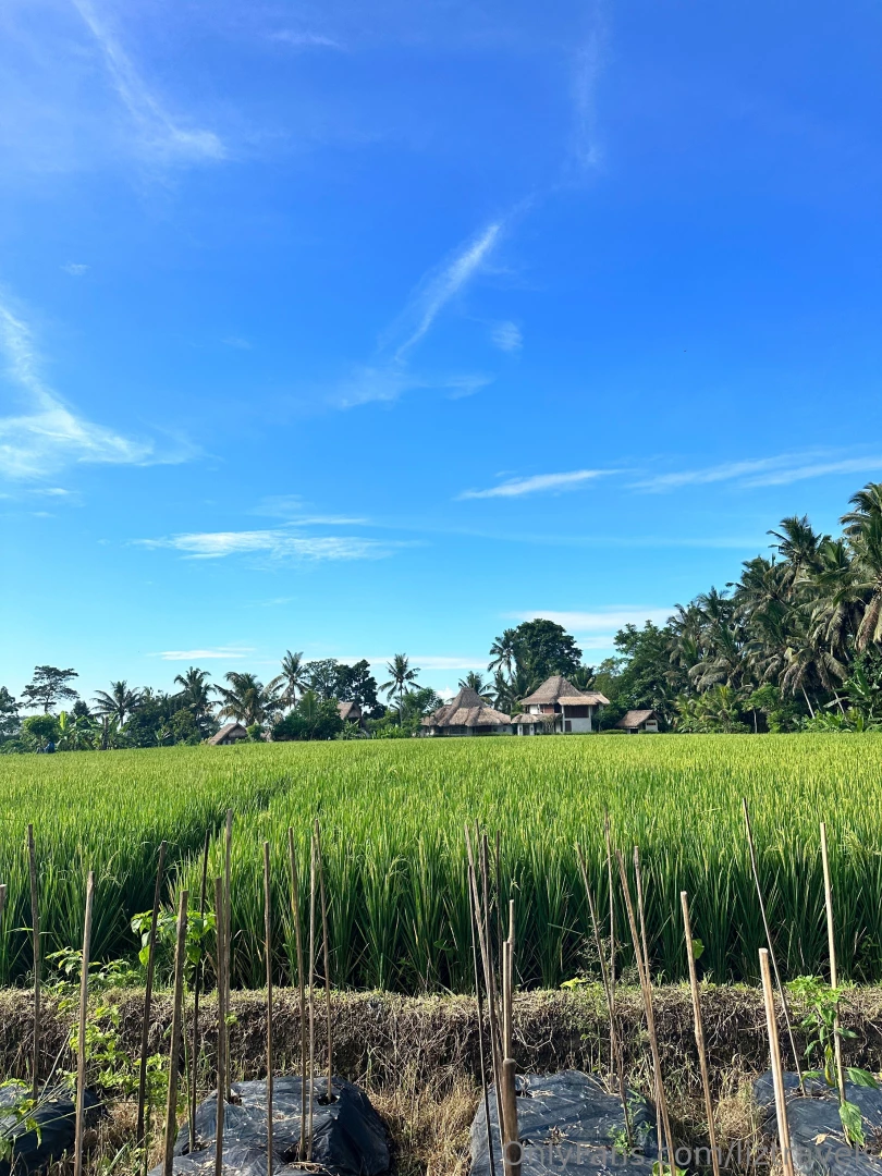 This hotel has the most amazing food i m staying right in the rice 