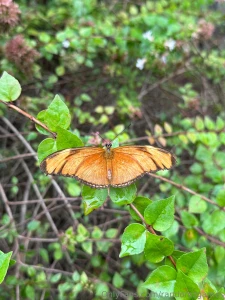 Finding beauty even in the little things