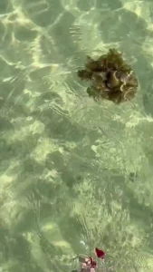 Let s go swimming viu part 1