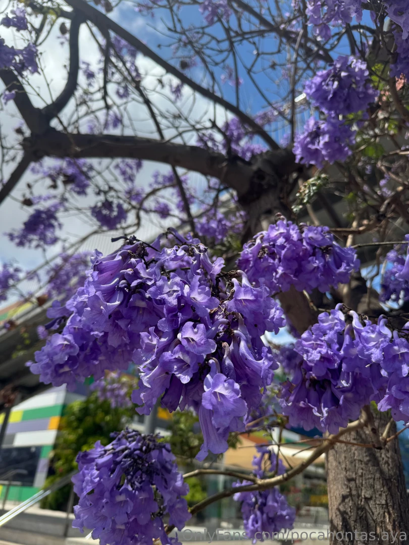 The beauty of flowering trees is one of the most amazing natural 