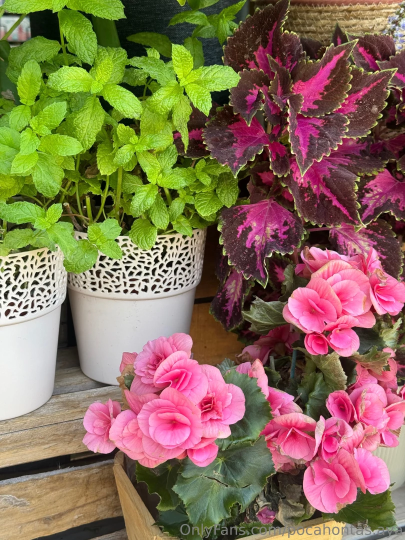 The beauty of potted flowers is a true miracle of nature able to 