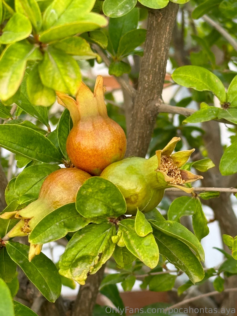 Exotic fruits are not only a delicious and healthy treat but also a 