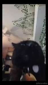 My pussy every morning waiting for food bowl to be filled