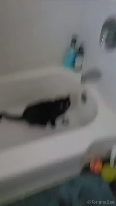 My gremlin was curious in the tub 