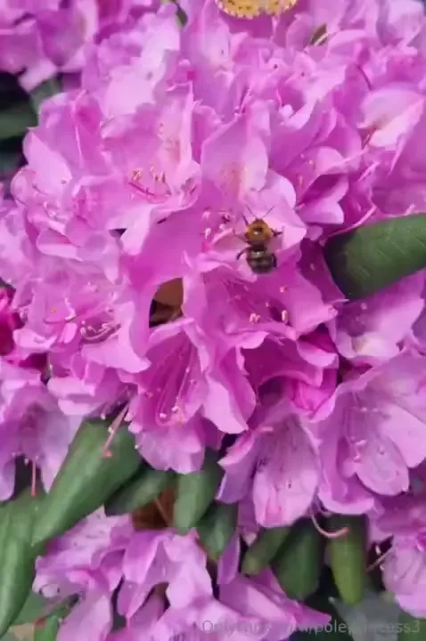 Offesielt sommer liker du eventyret om blomsten og bien 