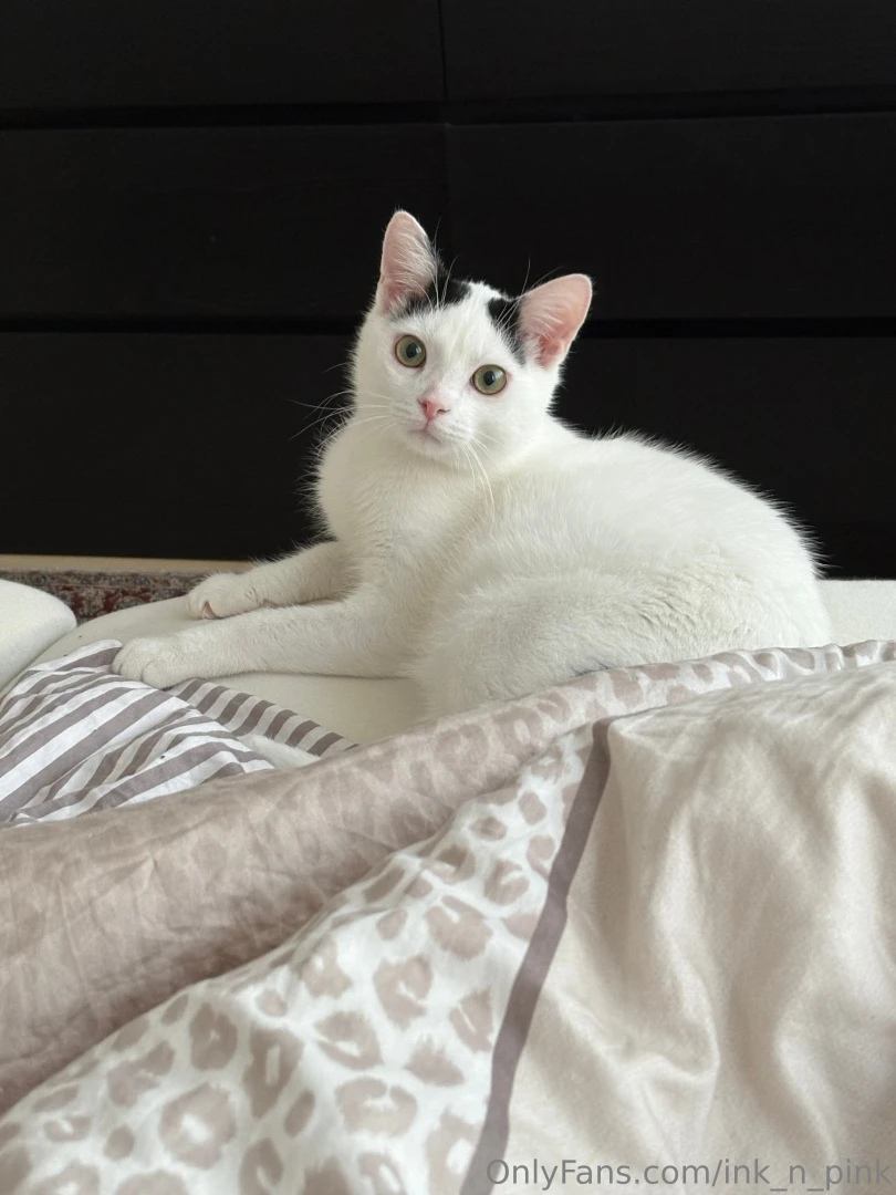 If you were reincarnated as a cat what color would you be 