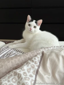 If you were reincarnated as a cat what color would you be