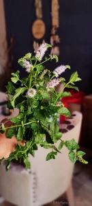 I love this hot summer this is mint from my garden to make my lemonade