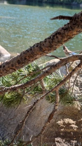 Went to see counting crows favorite and santana for my birthday a