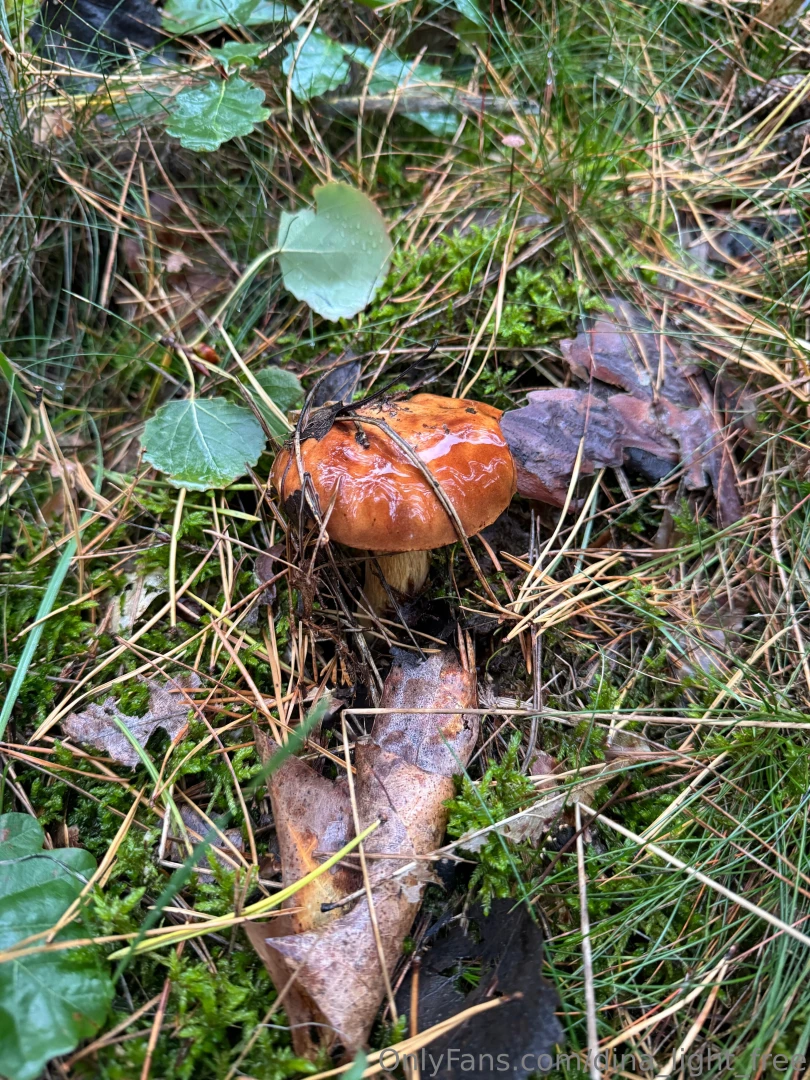 There s something about wandering through the forest in autumn looking part 1 