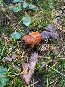 There s something about wandering through the forest in autumn looking part 1