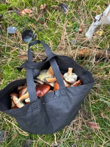 There s something about wandering through the forest in autumn looking
