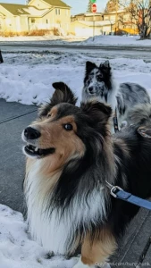 The only true amazing show of unconditional love a dog will never part 4