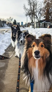 The only true amazing show of unconditional love a dog will never