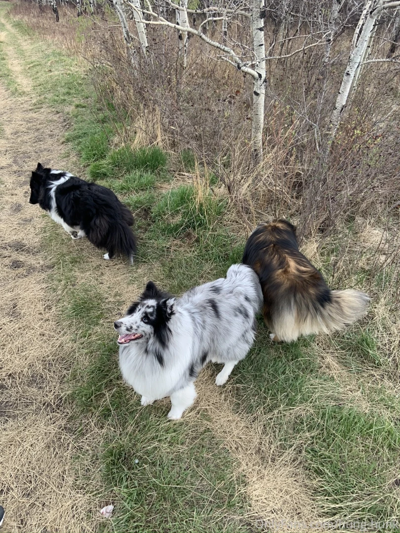 The only true amazing show of unconditional love a dog will never part 2 