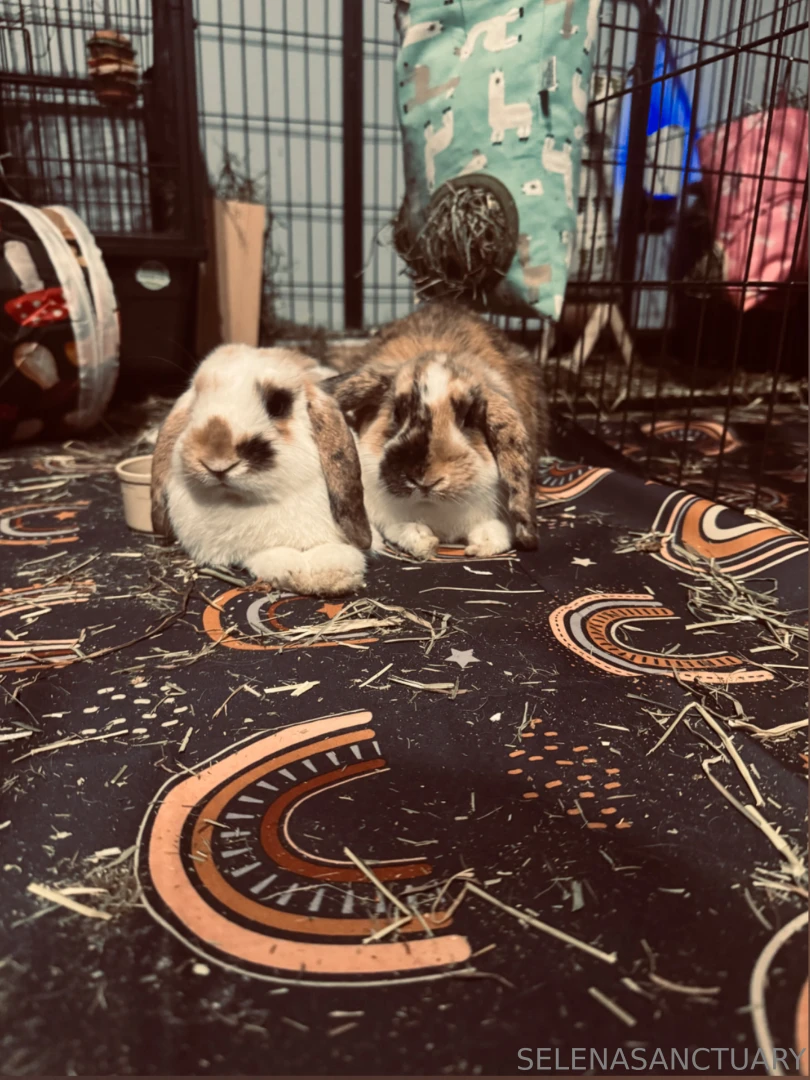 My lil bun buns 