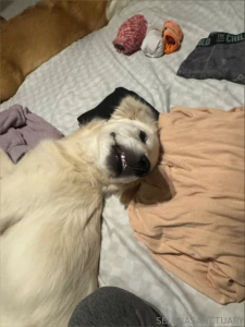 Ha ha my doggo loves me