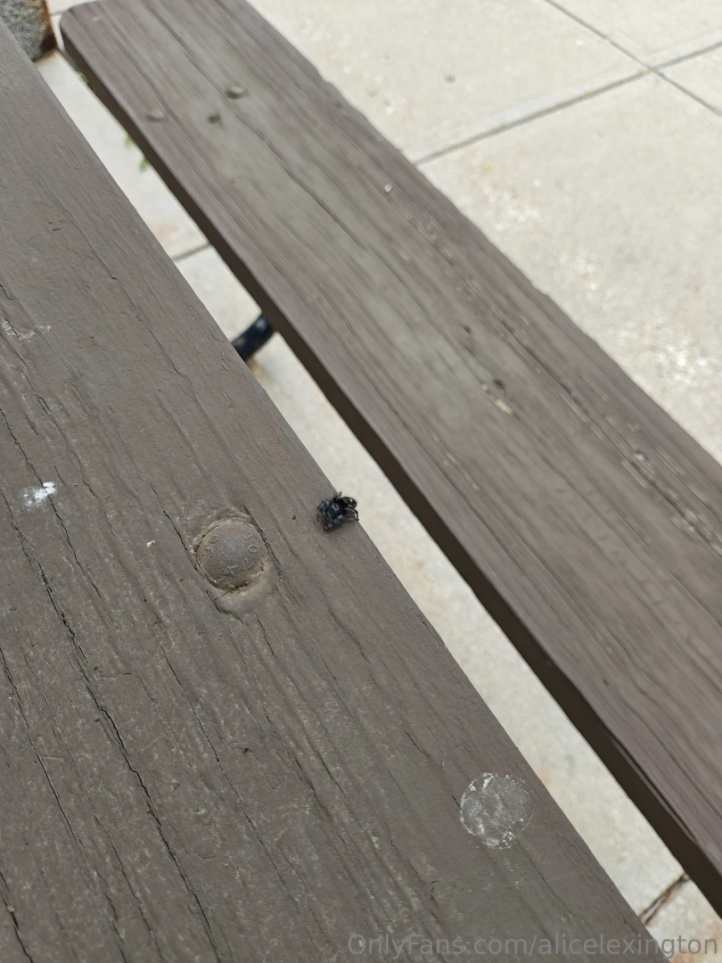 I just wanna post this spider i seen outside some weeks ago it was so part 1 