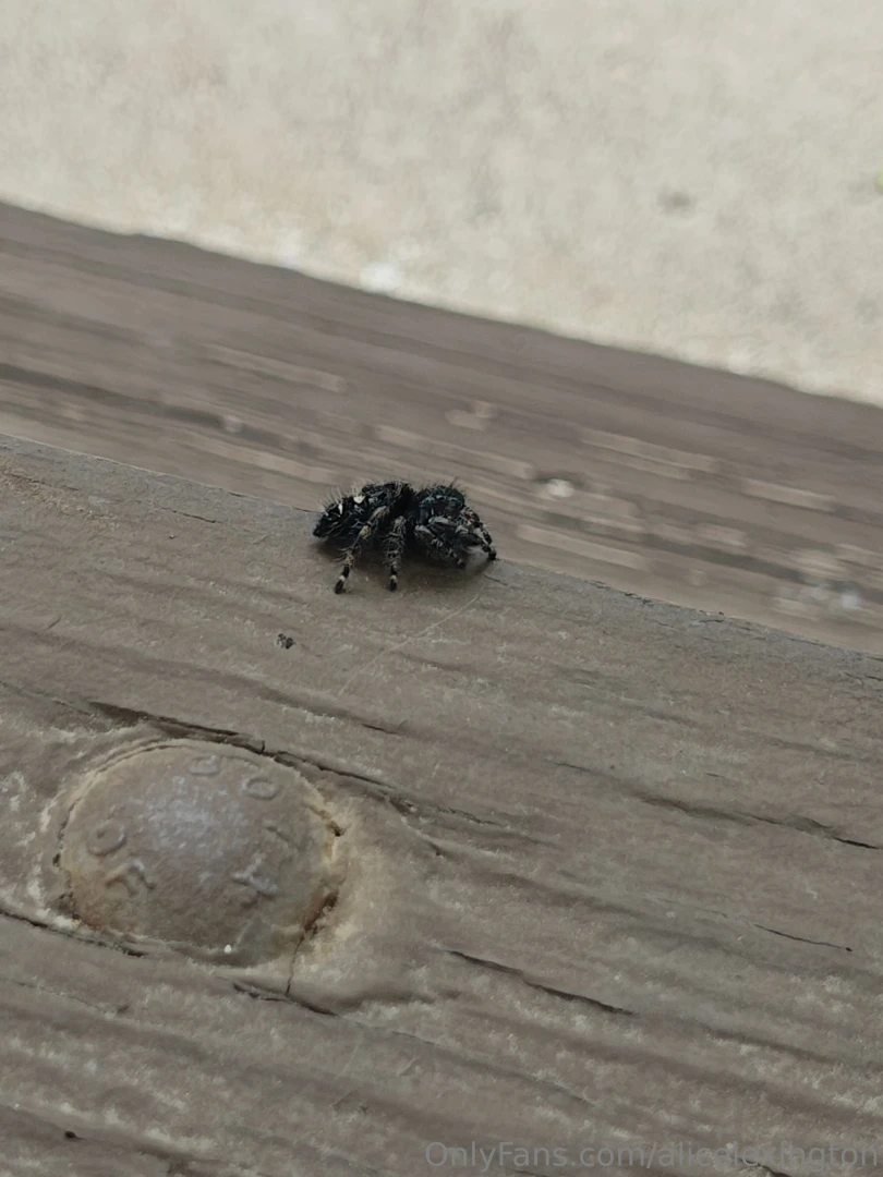 I just wanna post this spider i seen outside some weeks ago it was so part 3 