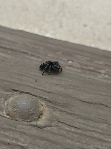 I just wanna post this spider i seen outside some weeks ago it was so part 3