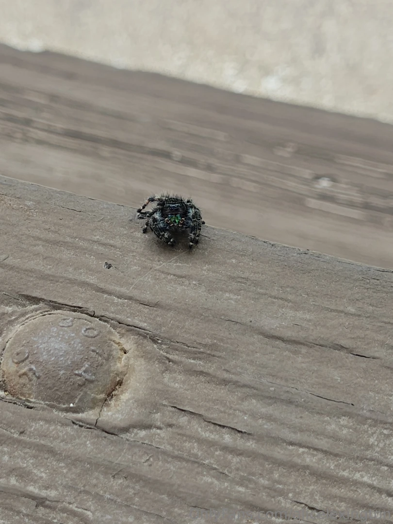 I just wanna post this spider i seen outside some weeks ago it was so part 2 