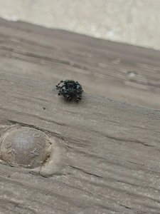 I just wanna post this spider i seen outside some weeks ago it was so part 2