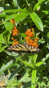 Have a great weekend the first picture is the one i mentioned in my