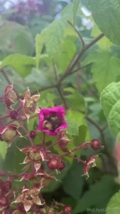 Have a great weekend the first picture is the one i mentioned in my part 3