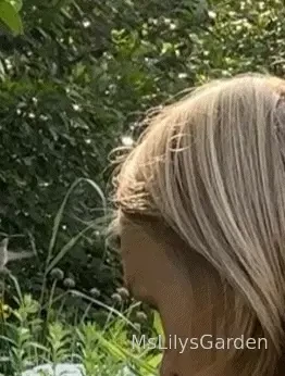 Photobombed by a hummingbird this morning it s a bit hard to see but 