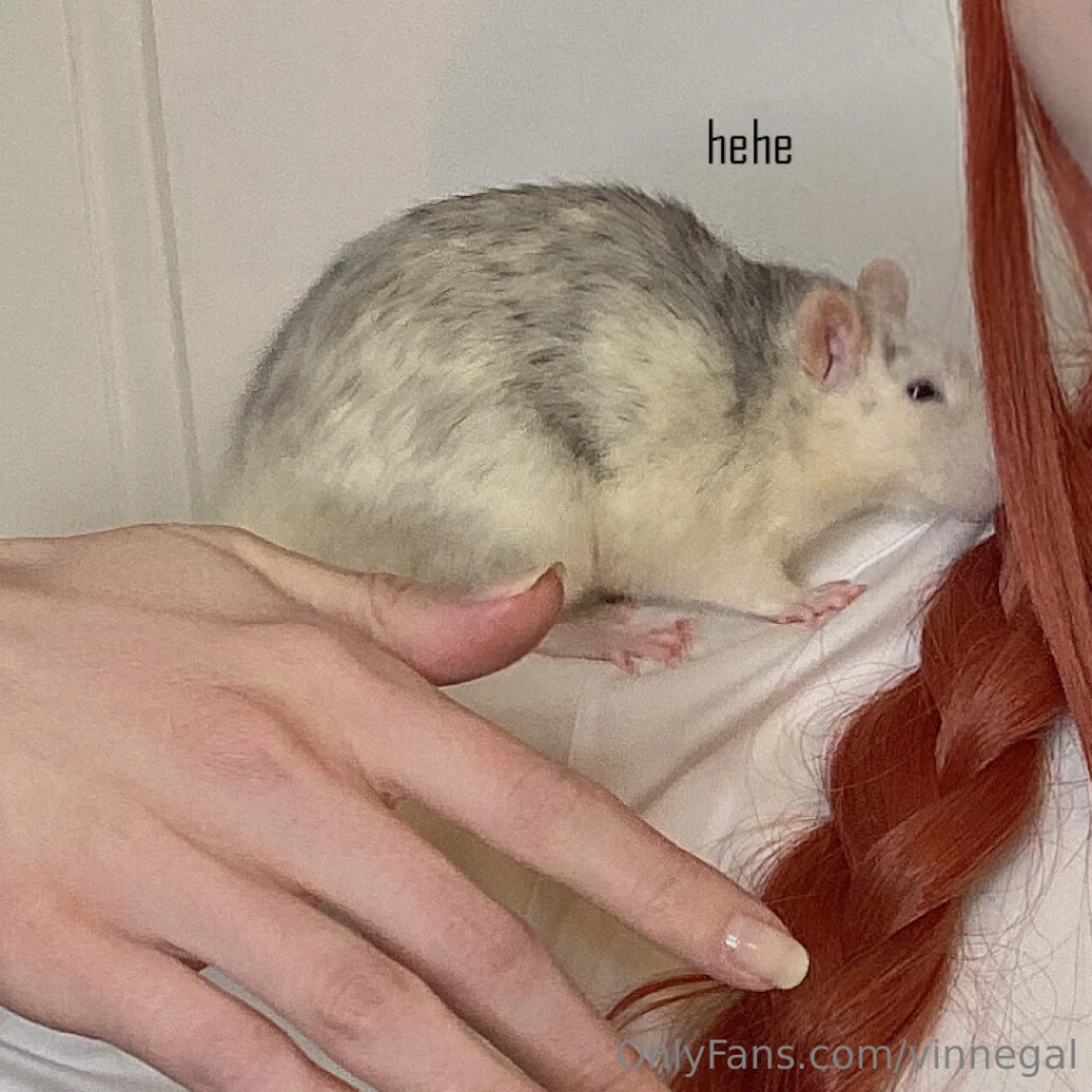 Wishing you were in this rat s place aren t you 