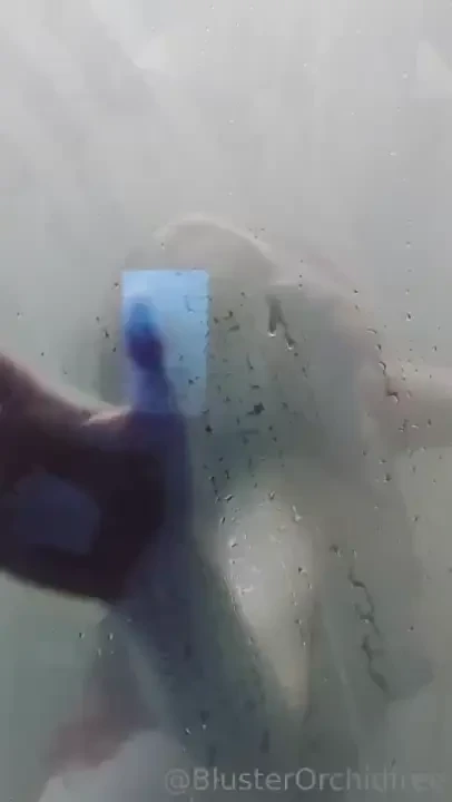 Blusterorchidfree part 443 