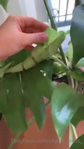 New leaf