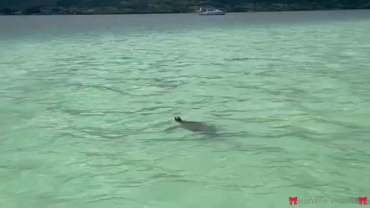 Random victoria fact i love love love sea turtles hands down the best 