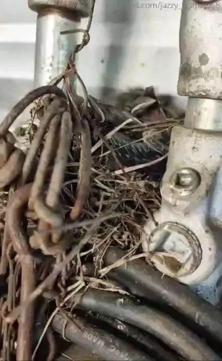 The bird s bees and bisons 